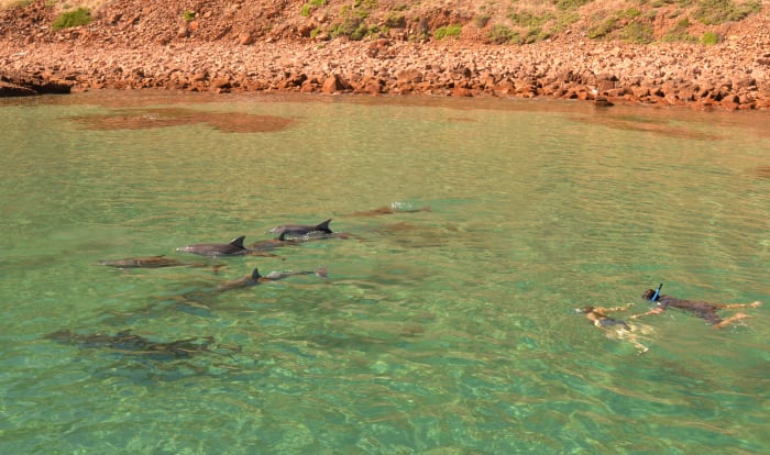 3febdolphins17 (83) - GALLERY.JPG